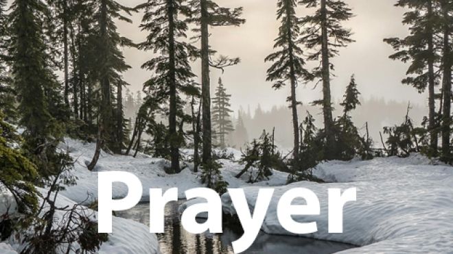 Evergreen trees in a snowy wood prayer banner