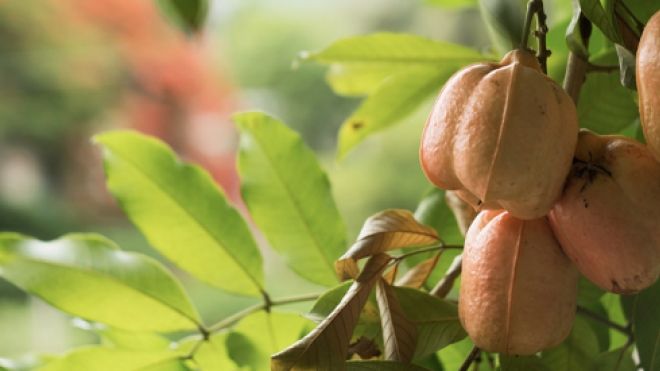 closeup of yellow ackee fruit on a green branch