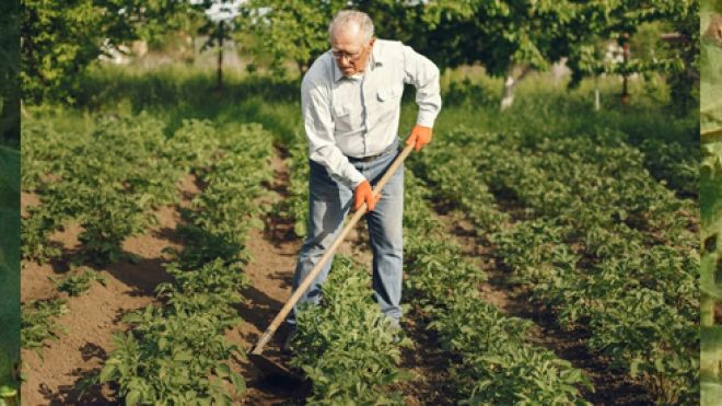 Image of older man managing a large green plot of vegetables