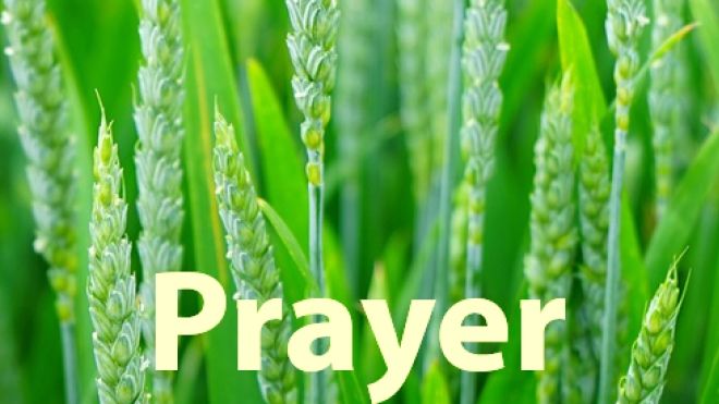 bright green tall grasses