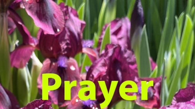 Prayer banner with a field of purple irises