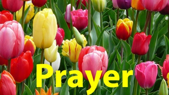 Prayer banner of field of colourful tulips
