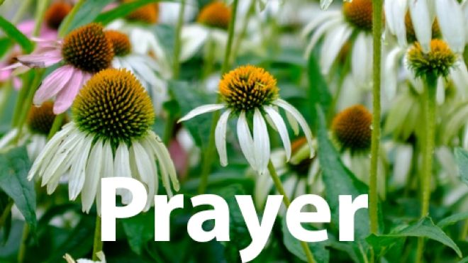 P1 Prayer banner field of white cornflowers