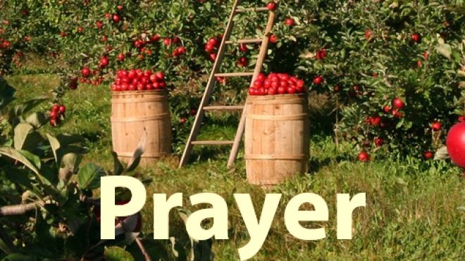 baskets of red apples and a ladder in an orchard
