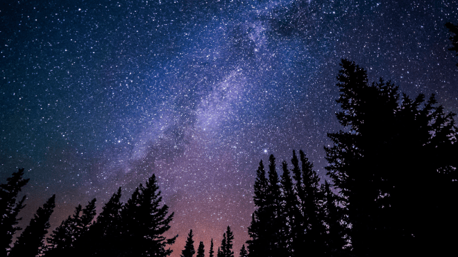 night sky, stars, in an evergreen forest