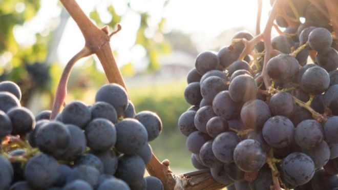 purples grapes on a vine