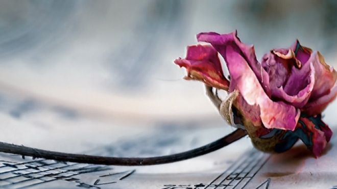 I pink rose lying on black and white sheet music
