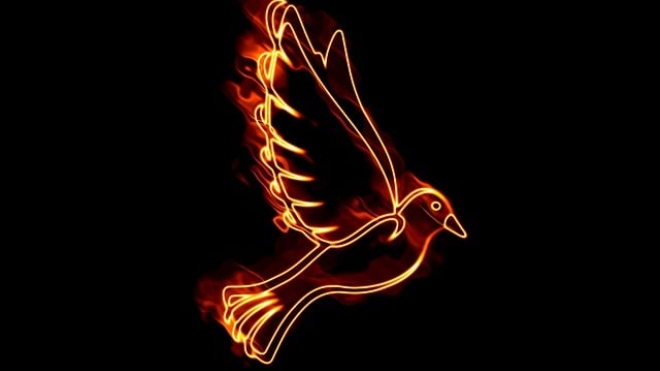 fiery dove on black background