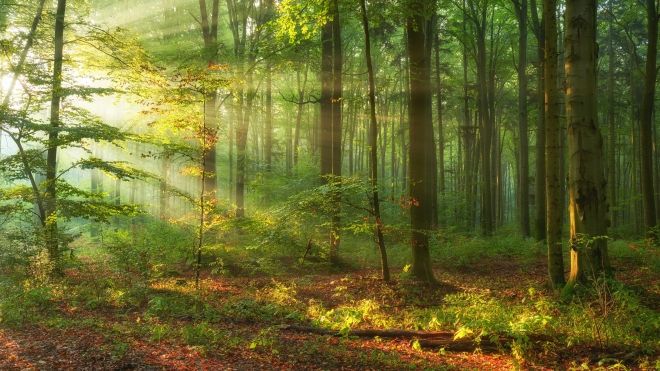 sun shining through trees