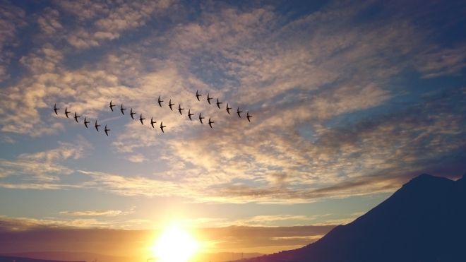 birds in flight over sunlit water