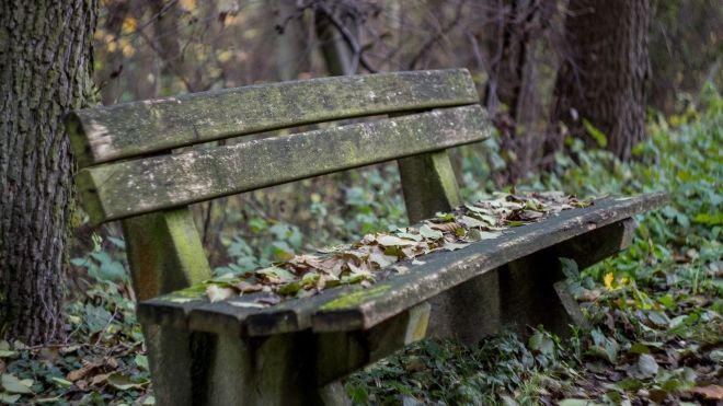 old bench in a forest