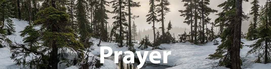 Evergreen trees in a snowy wood prayer banner