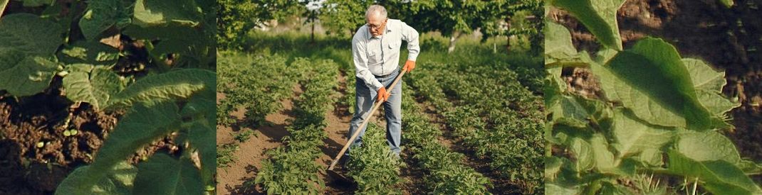 Blog Jesus the Gardener Image of older man managing a large green plot of vegetables