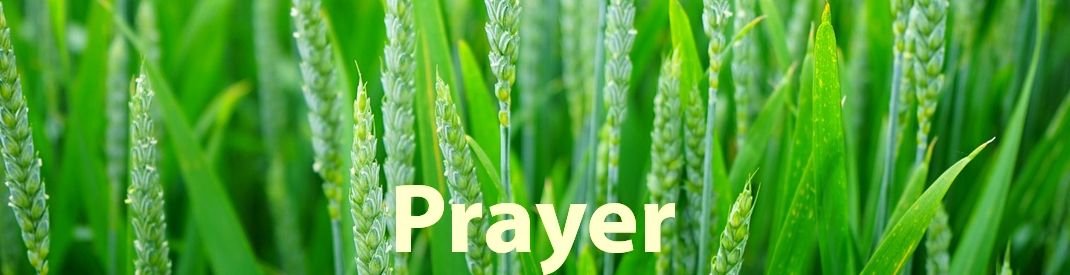 bright green tall grasses