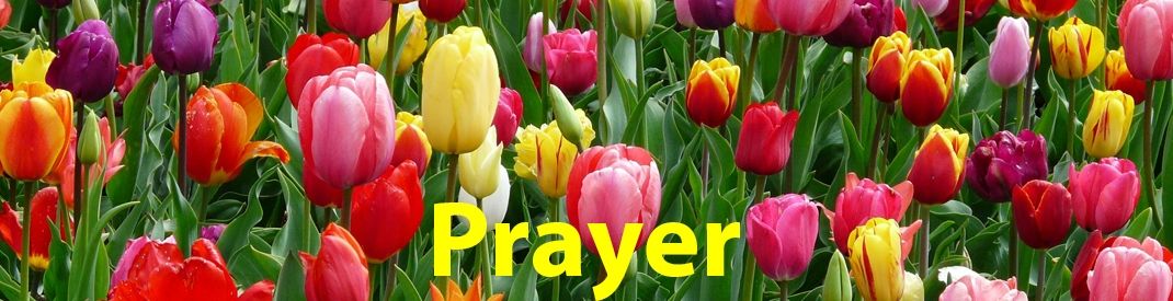 LE Prayer banner nature tulips Prayer banner of field of colourful tulips