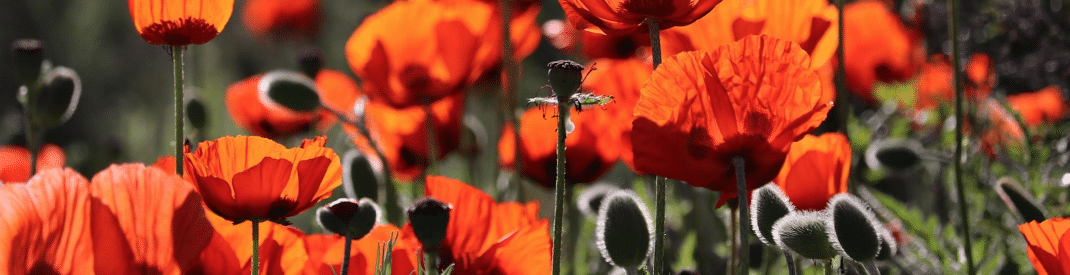 A field of wild orange poppies up close