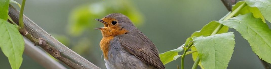 small grey bird singing in a tree.