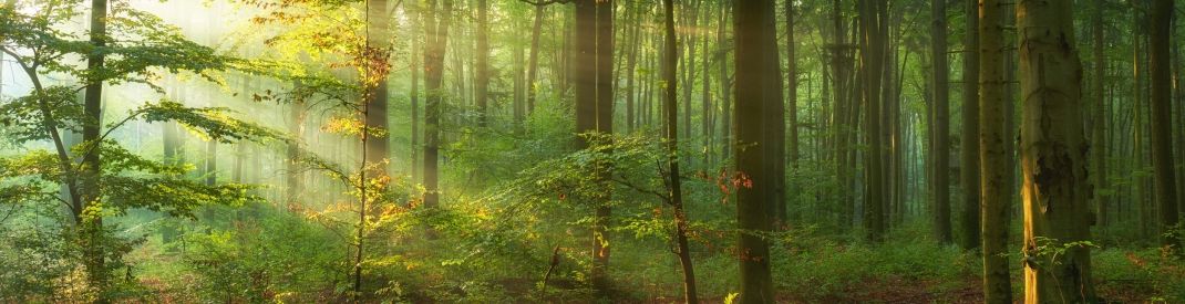 sun shining through trees sun shining through trees