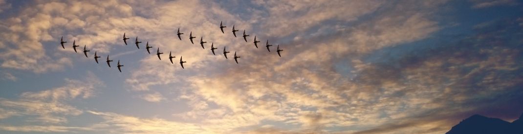 birds in flight over sunlit water