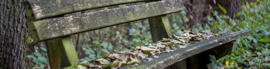 Old Bench in a Forest old bench in a forest